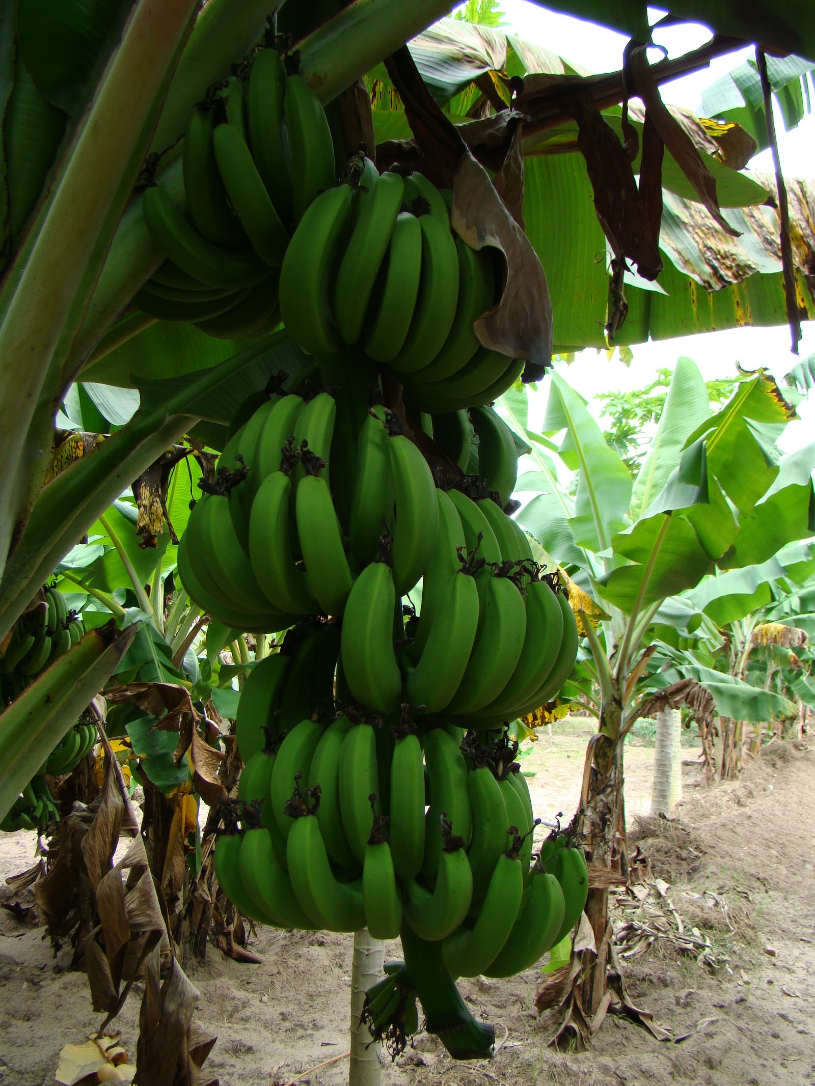 bomani resort fruit trees