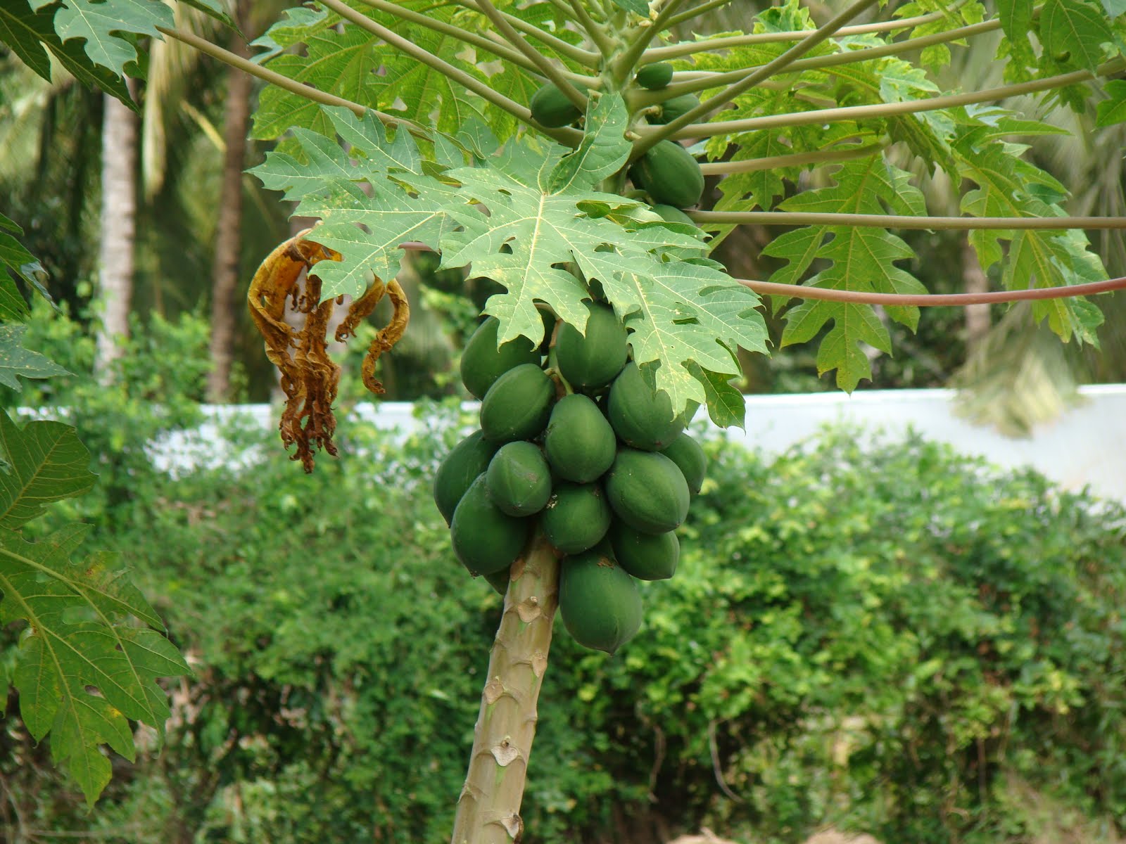 bomani resort fruit trees