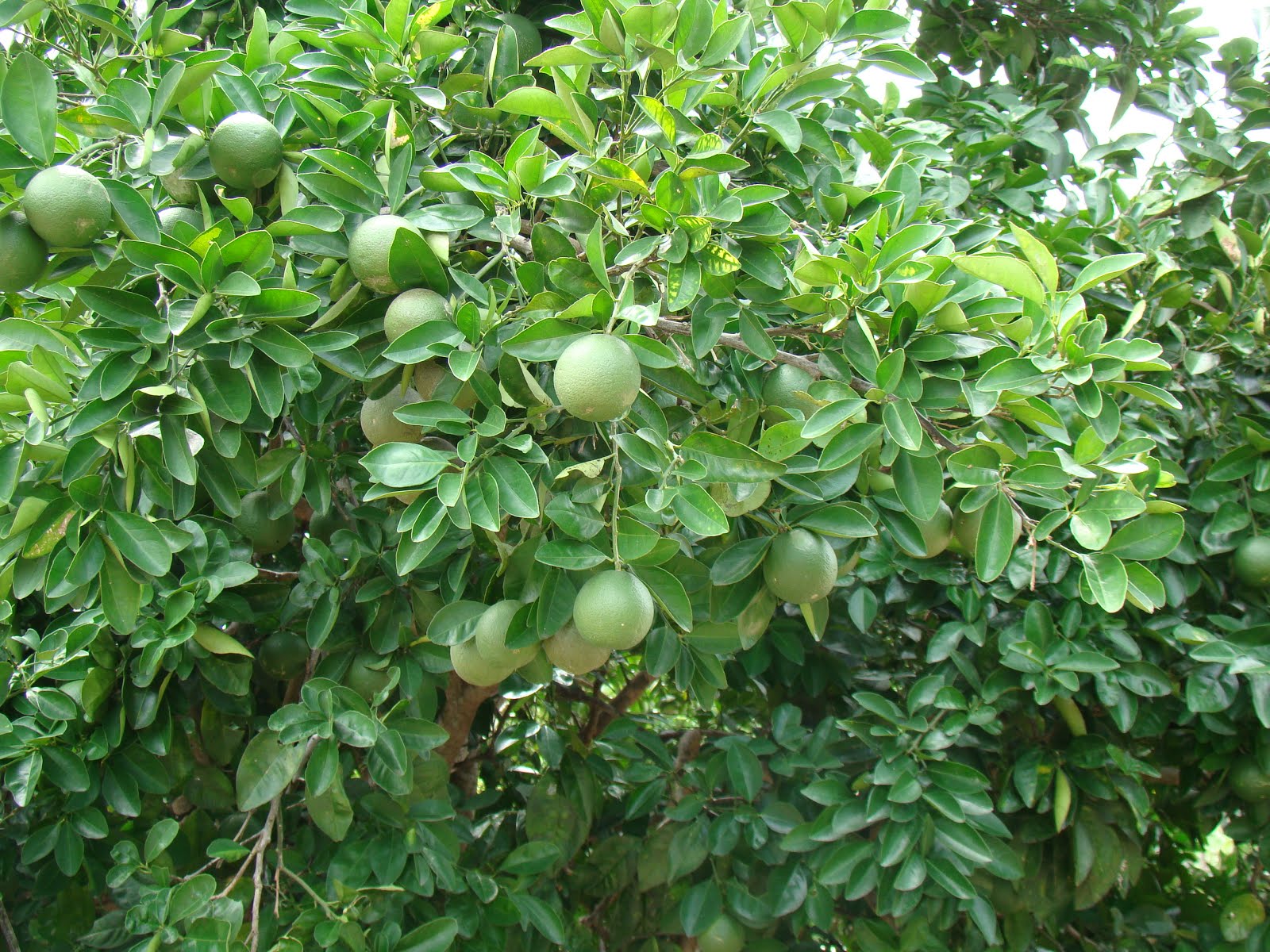 bomani resort fruit trees