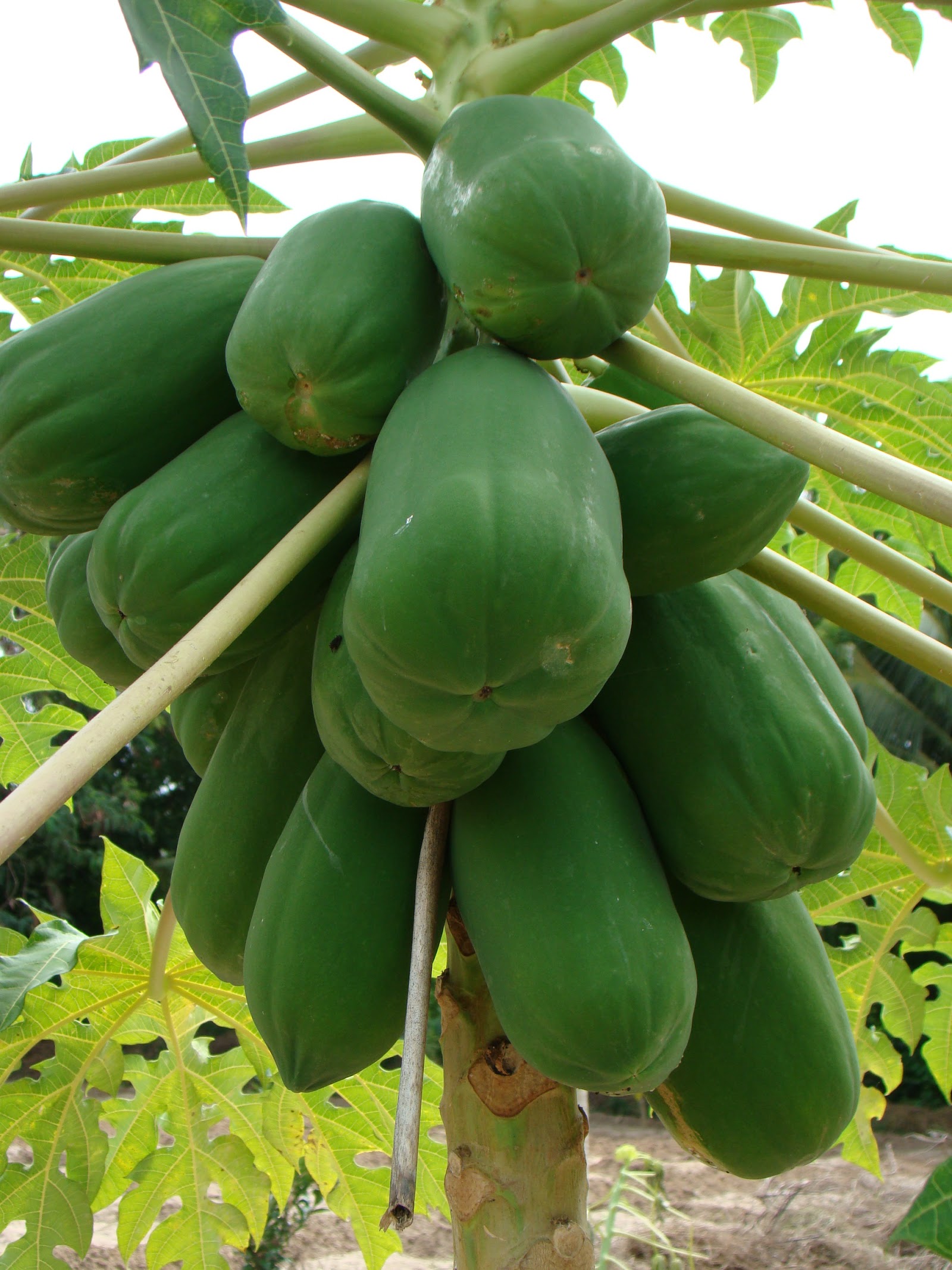 bomani resort fruit trees