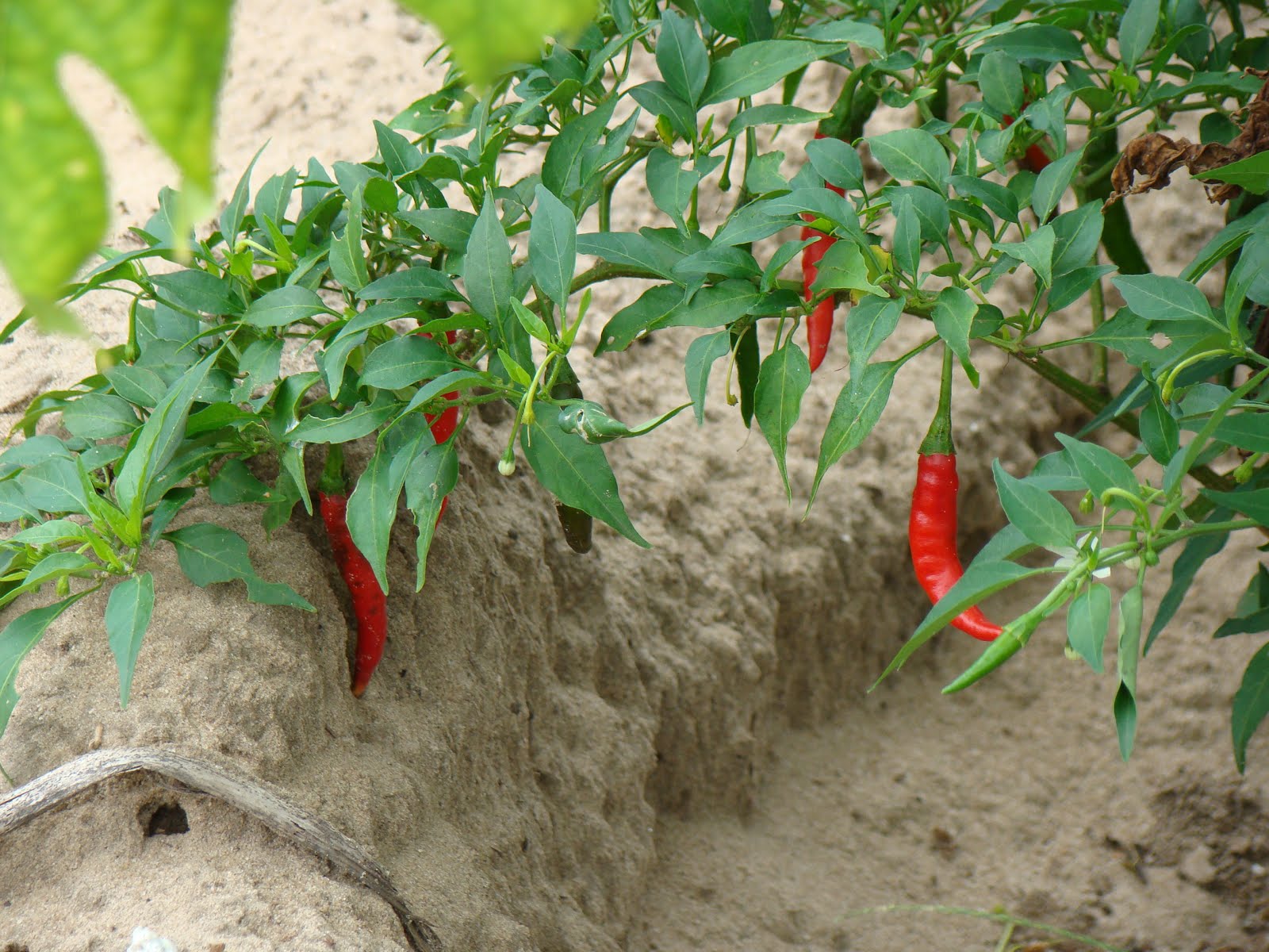 bomani resort fresh farm produce