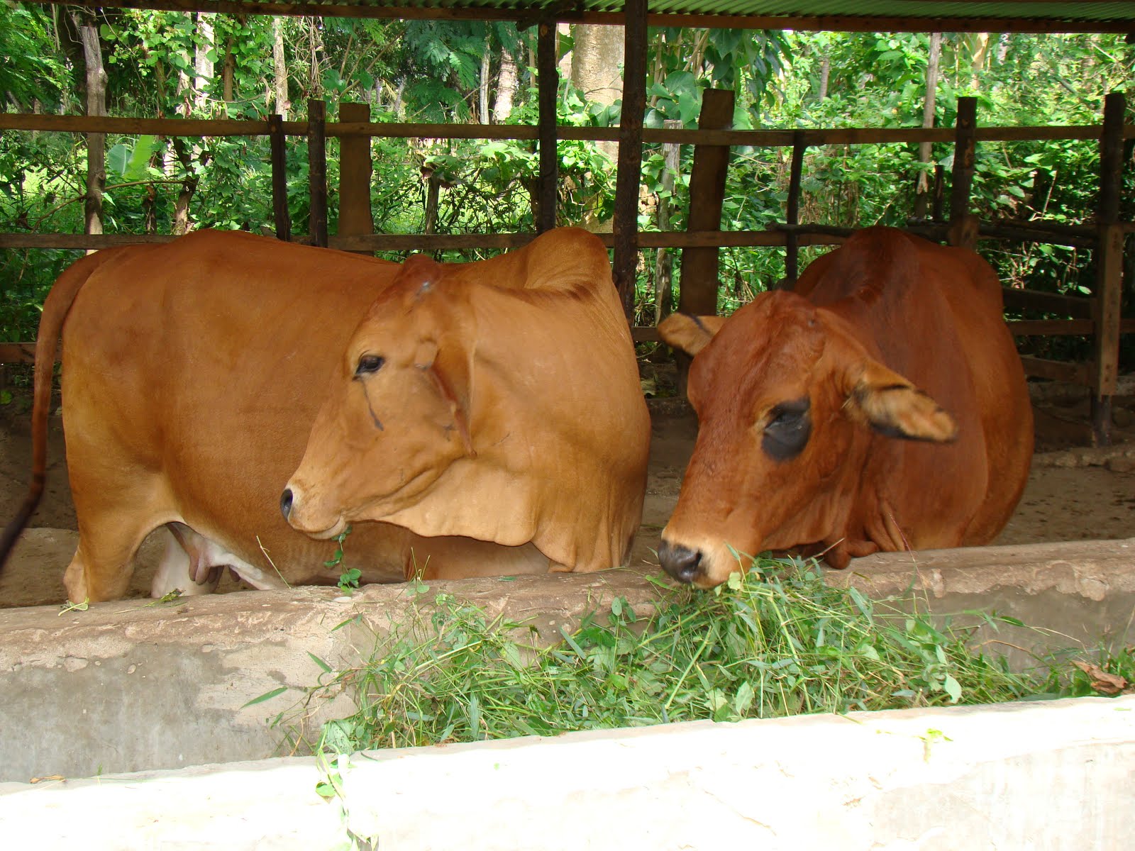 bomani resort farm animals