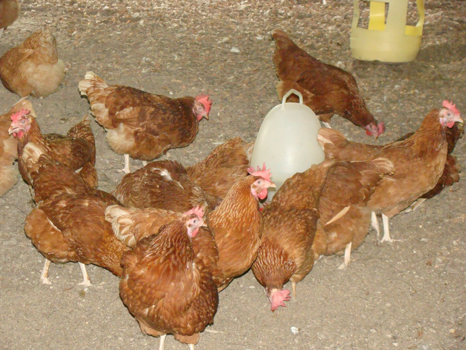 bomani resort farm animals