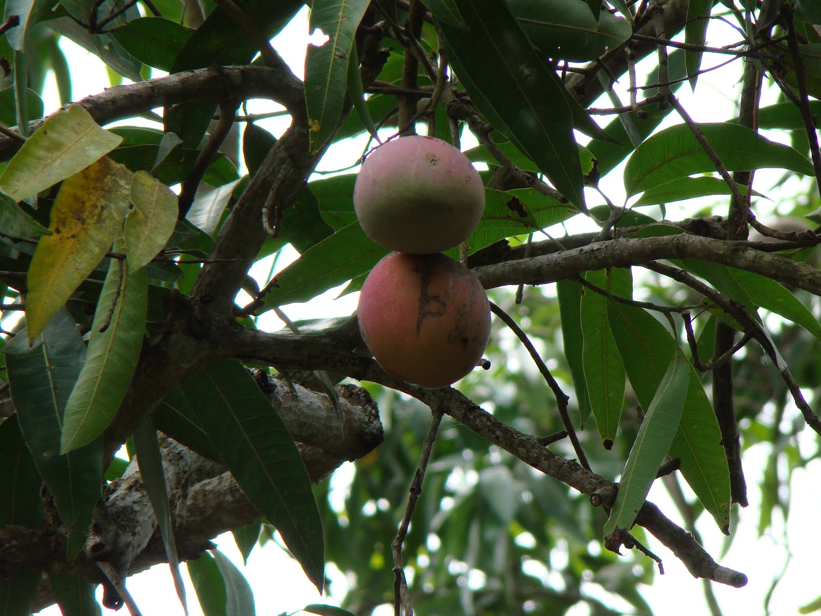 bomani resort fruit trees