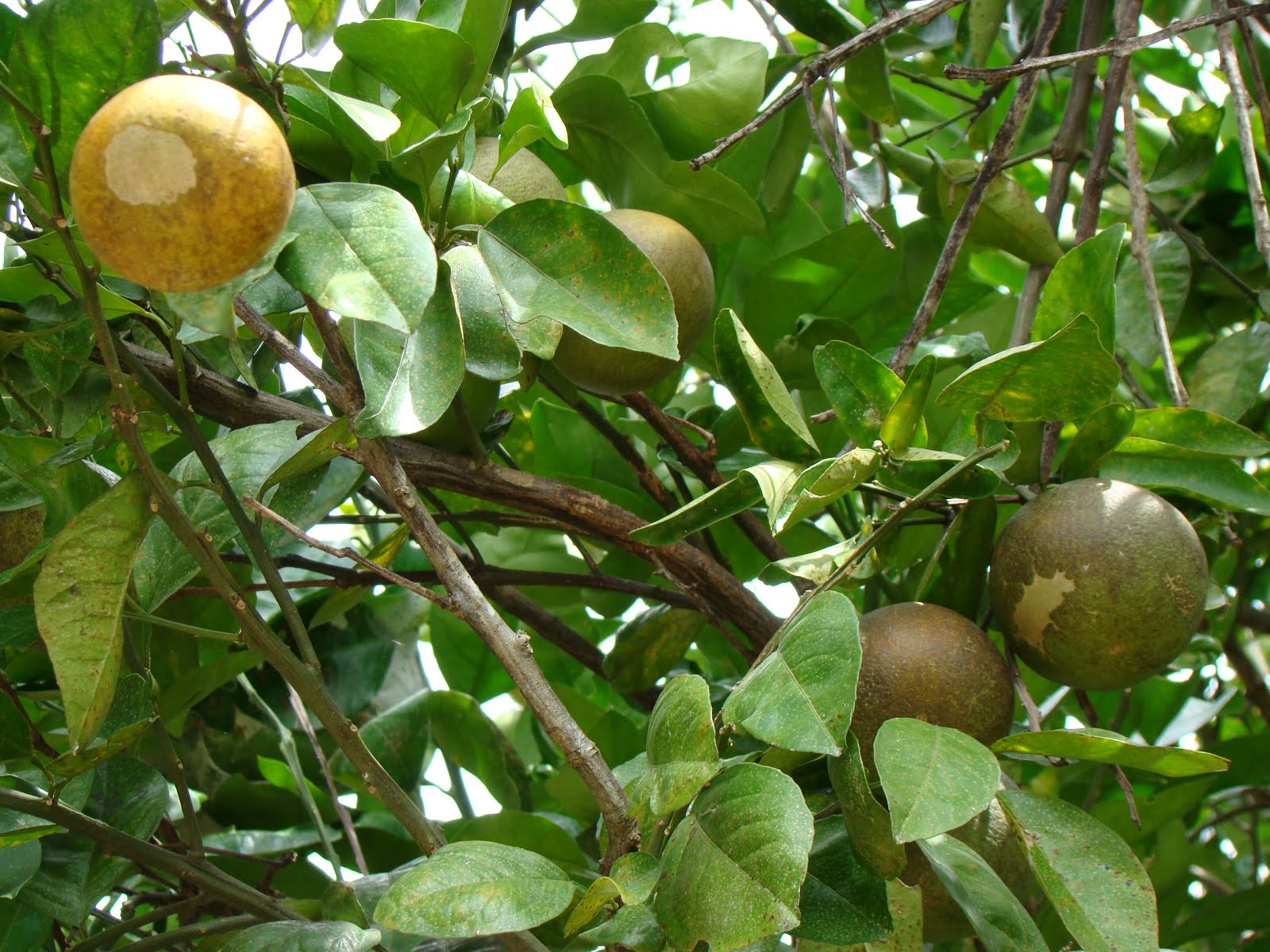 bomani resort fruit trees